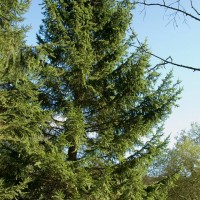 Norway Spruce